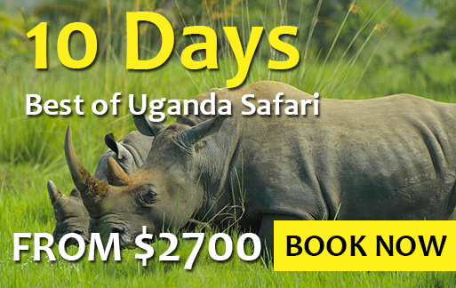 10 days best of Uganda safari