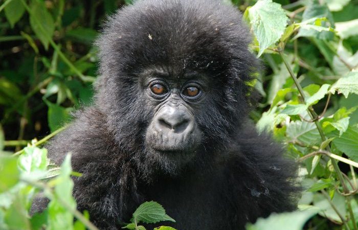 7 Days Cheap Uganda Primates Safari