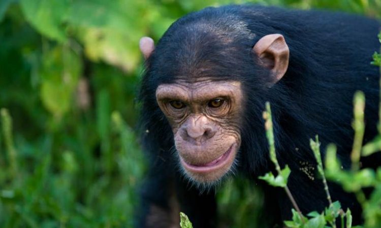 3 Days Rwanda Chimpanzee Trekking safari