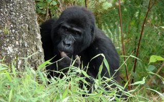 Cost of Gorilla Trekking