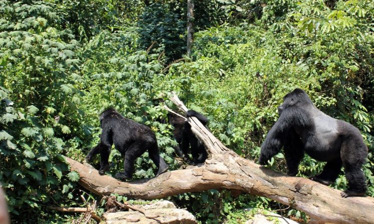 10 Days Uganda Gorilla Safari