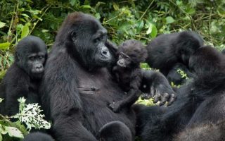 15 Days Best of Uganda Gorillas