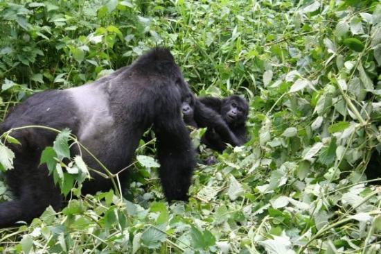 4 days Gorilla Safari to Bwindi