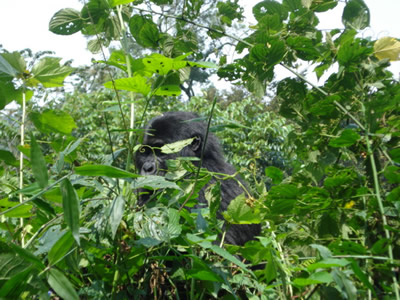 8 Days Uganda Gorilla Trekking