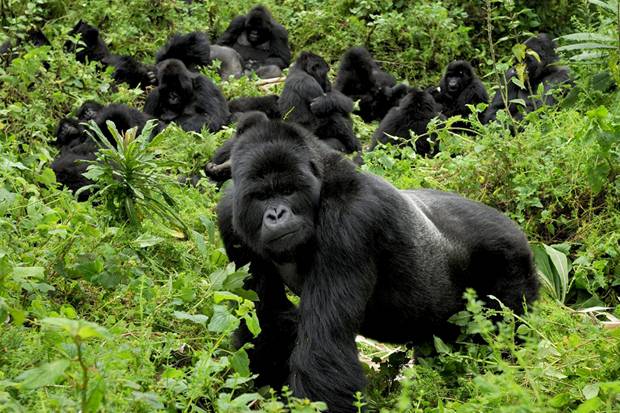 best gorilla family