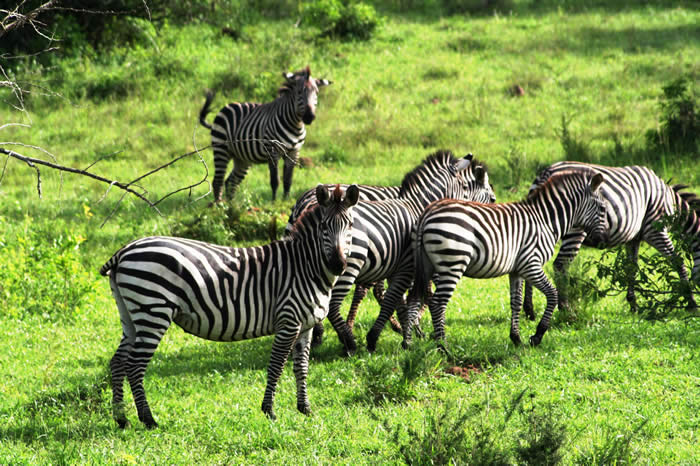Where can one see wildlife in Uganda?