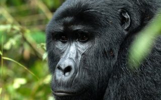 7 days Uganda gorilla safari