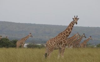 Giraffes in Murchison falls on 10 days uganda safari