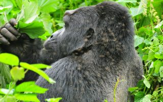 4 days flying gorilla safari
