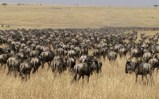 Migration Kenya Safari