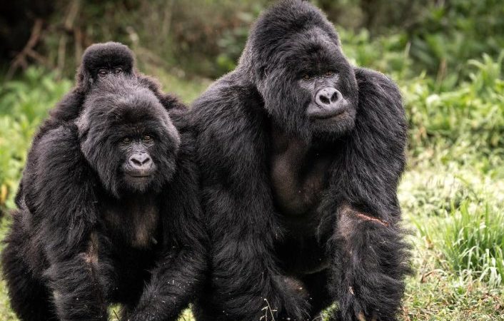 Uganda Gorilla Families