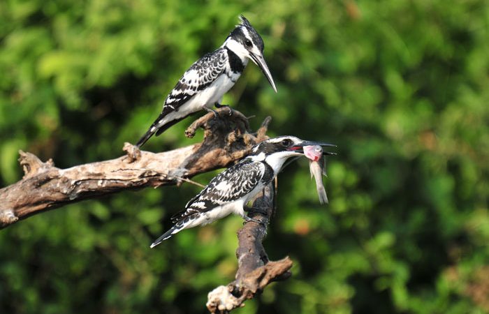 Uganda Birding Tips
