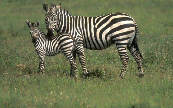 Africa Wildlife Viewing Tips