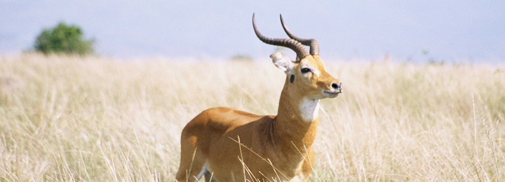 Game Reserves in Uganda