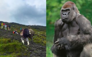 4 Days Congo Gorillas and Nyiragongo Hike