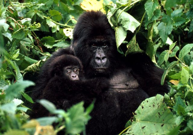 3 Days Virunga National Park