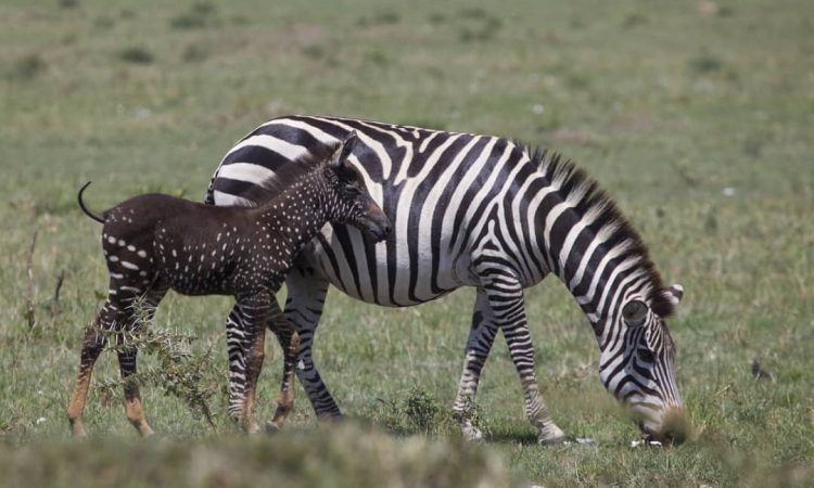 Mutated Zebra in Masai Mara