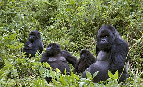 Uganda budget gorilla tours