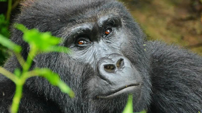 What is Mgahinga Gorilla National park famous for?