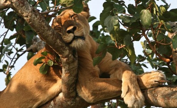 13 Days Luxury Uganda Safari