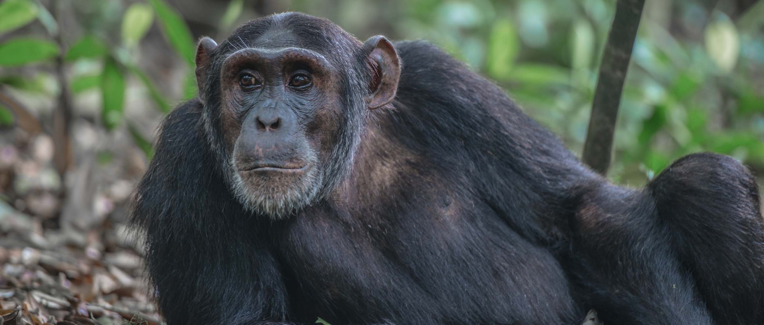 10 Days Lowland gorillas and primates Rwanda safari experience