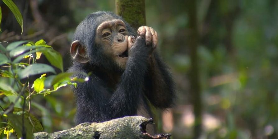 How Long Is Chimpanzee Trekking In Kyambura George?