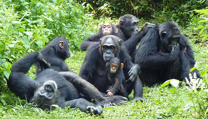 What do chimps eat?