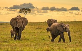 5 Days Masai Mara wildlife safari and Cultural tour