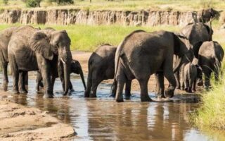 5 Days Tanzania Northern Circuit Wildlife Safari