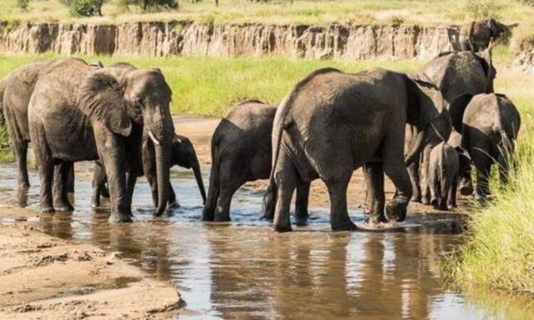 5 Days Tanzania Northern Circuit Wildlife Safari