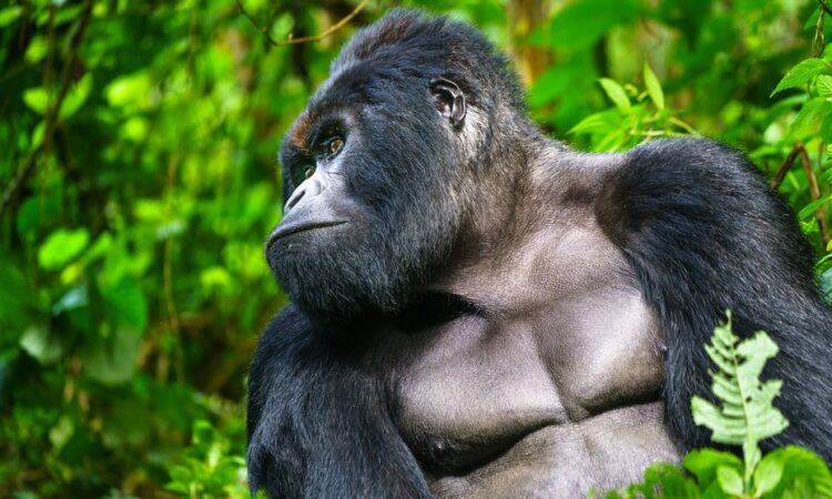 5 Days Virunga Gorilla & Chimpanzee Safari