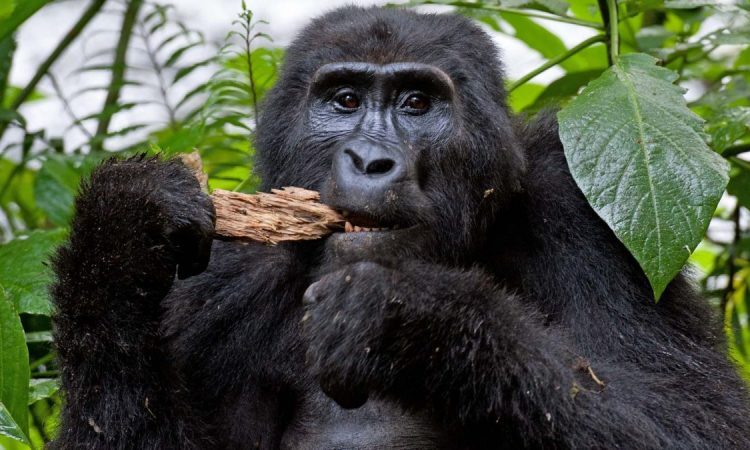 5 Days Virunga & Nyungwe Forest Primate Safari