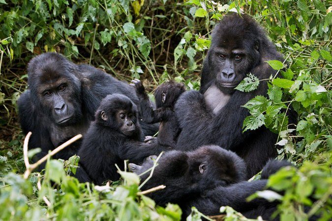 6 Days Congo Gorilla Trekking & Nyiragongo hike