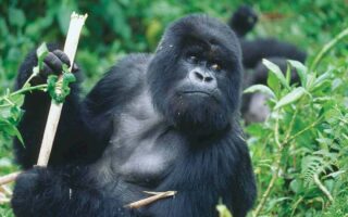 7 Days Uganda Congo Rwanda Gorilla Trekking Safari