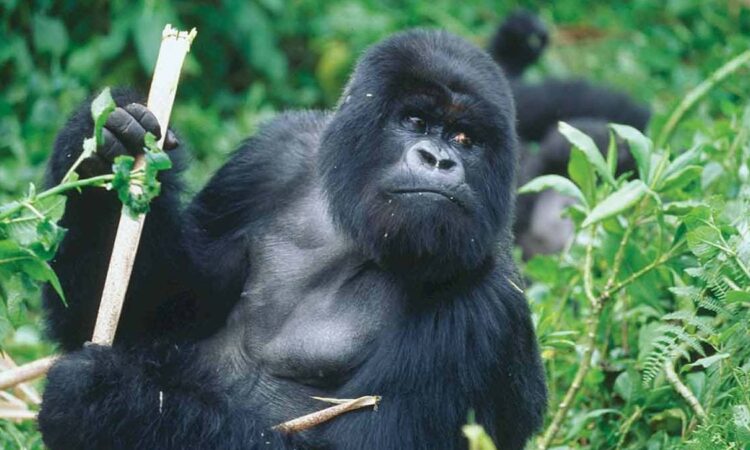 7 Days Uganda Congo Rwanda Gorilla Trekking Safari
