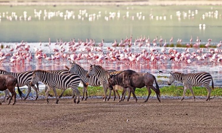 11 Days Best of Tanzania, Kenya and Uganda Safari