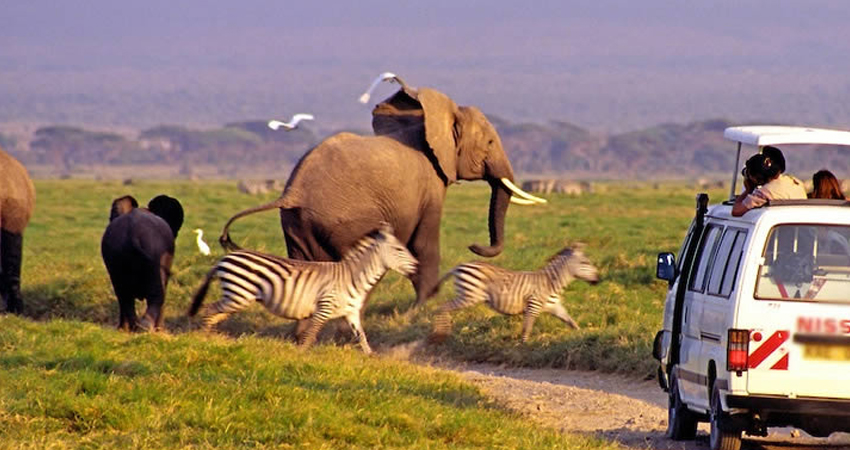 3 Day Safari to Amboseli Park - Kenya Safaris & Tours