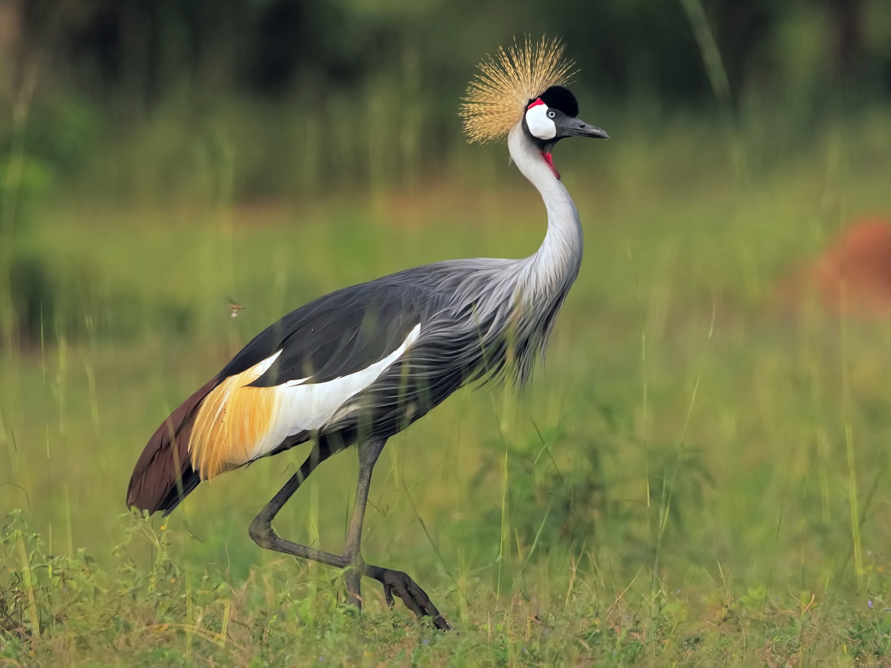 10 Best Bird watching destinations in Uganda 