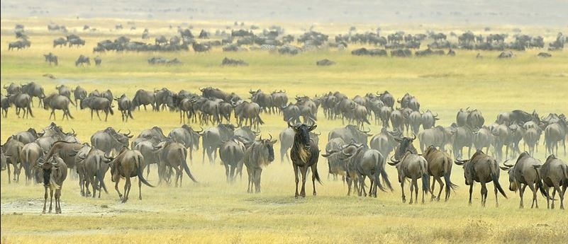 13 Days Tanzania wildlife safari and Cultural tour 