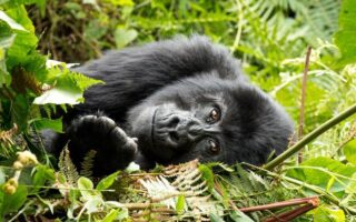 5 Days Virunga and Akagera National Parks Safari
