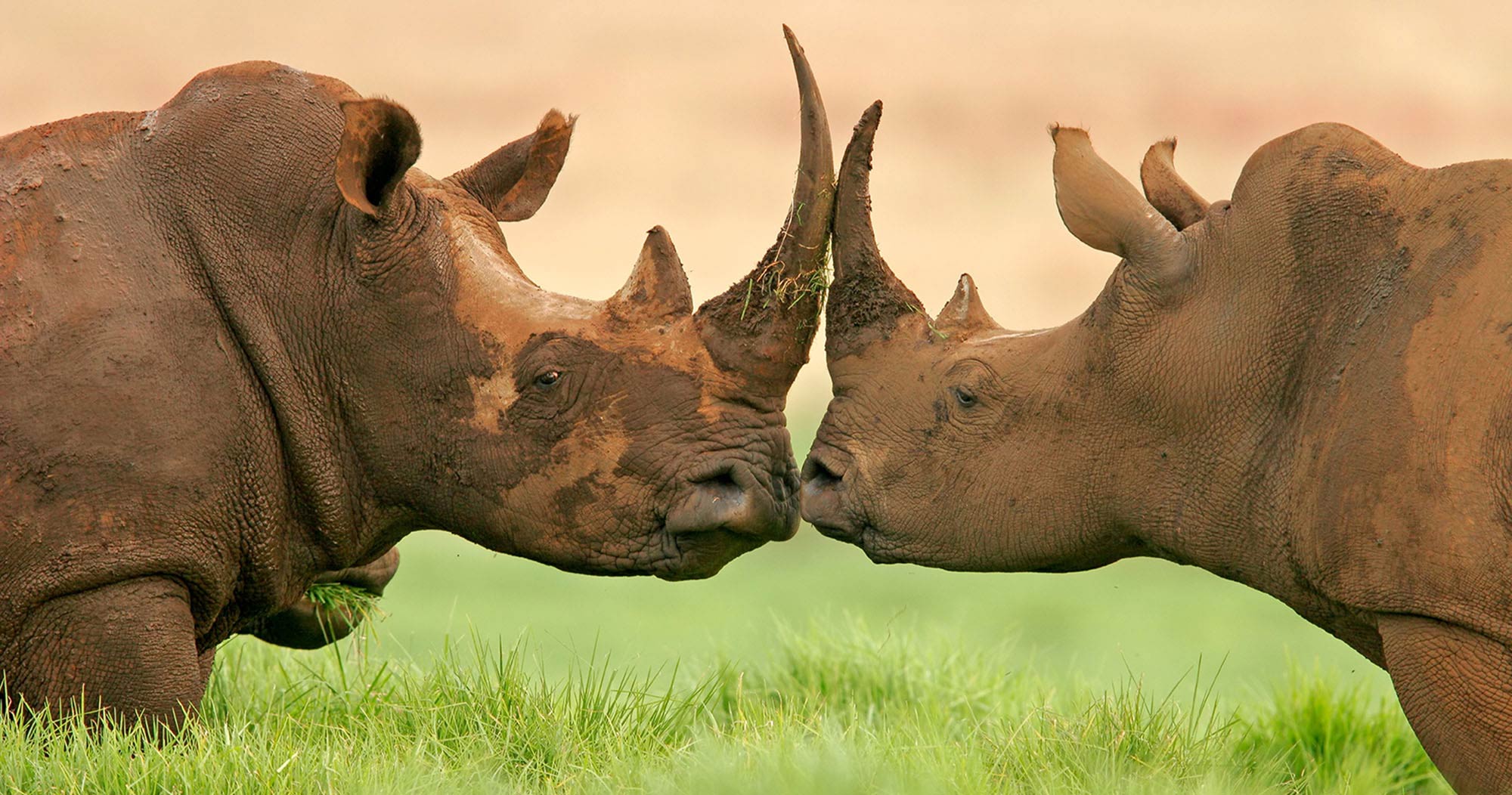 African Big Five | Big 5 Mammals found in Africa | Big 5 Safaris