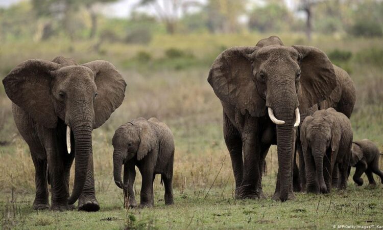 20 Days Best Of Uganda Wildlife Safari