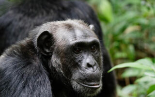 7 Days Chimpanzee, Wildlife & Gorilla Trekking Safari