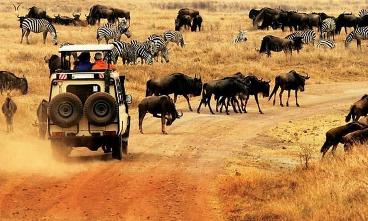 8 Days Kenya Wildlife Experience