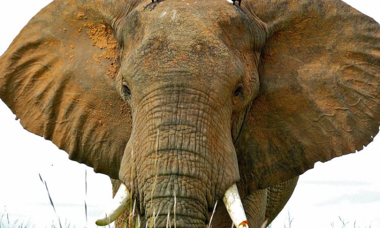 Most common animals to see on a Uganda Safari