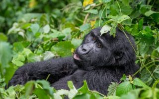 12 Days Uganda Rwanda Primates Wildlife & Cultural safari