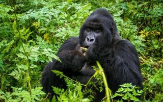 8 Days Uganda Rwanda Primates Safari