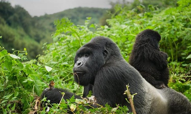 Best Gorilla trekking in Rwanda 2021