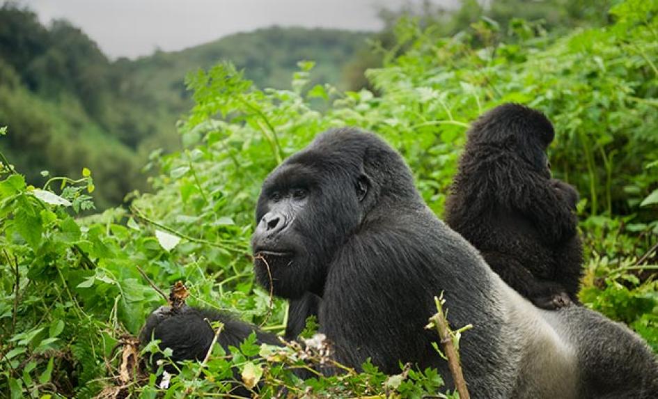 Gorilla trekking in Bwindi impenetrable national park 2021