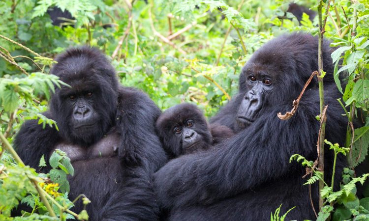 Is all primate trekking the same in Uganda